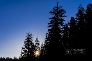 sunrise in the pines_1-c83.jpg